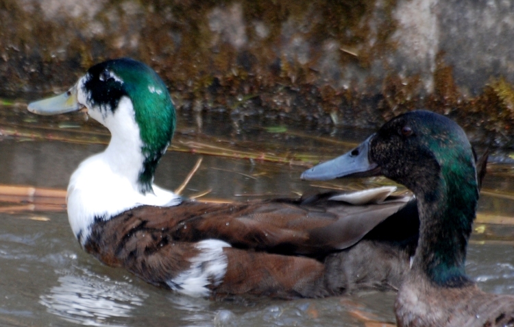 Consensus is that these are mallard/muscovy crosses