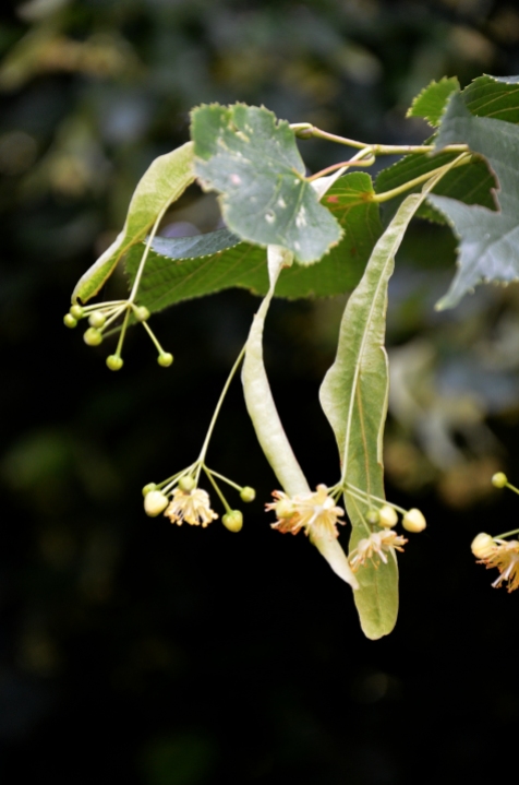 Lime (linden) tree fruit & flowers