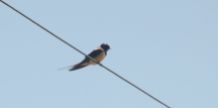 Bird on the wire